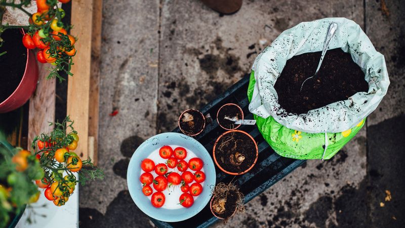 Low Organic Matter in the Bed