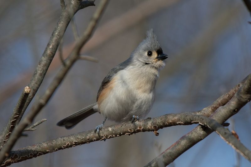 Tufted Titmouse