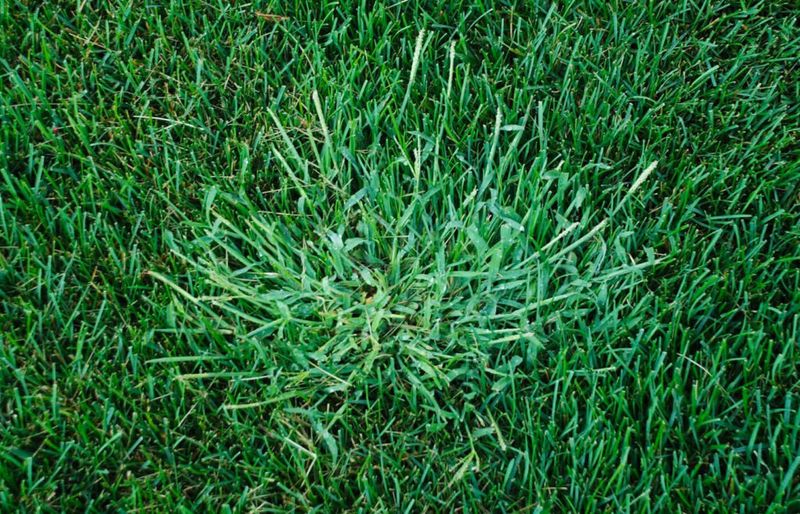 Control Weeds Proactively