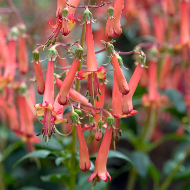 Cape Fuchsia (Phygelius)