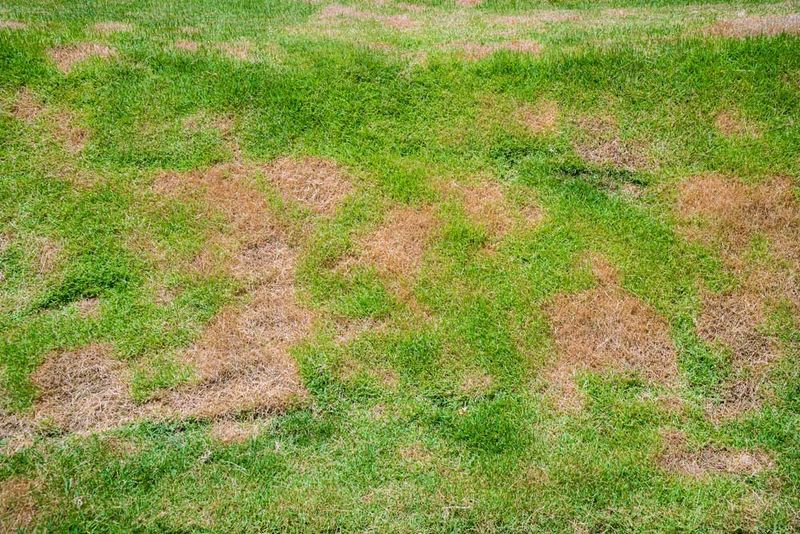 Your Lawn Is Prone to Disease