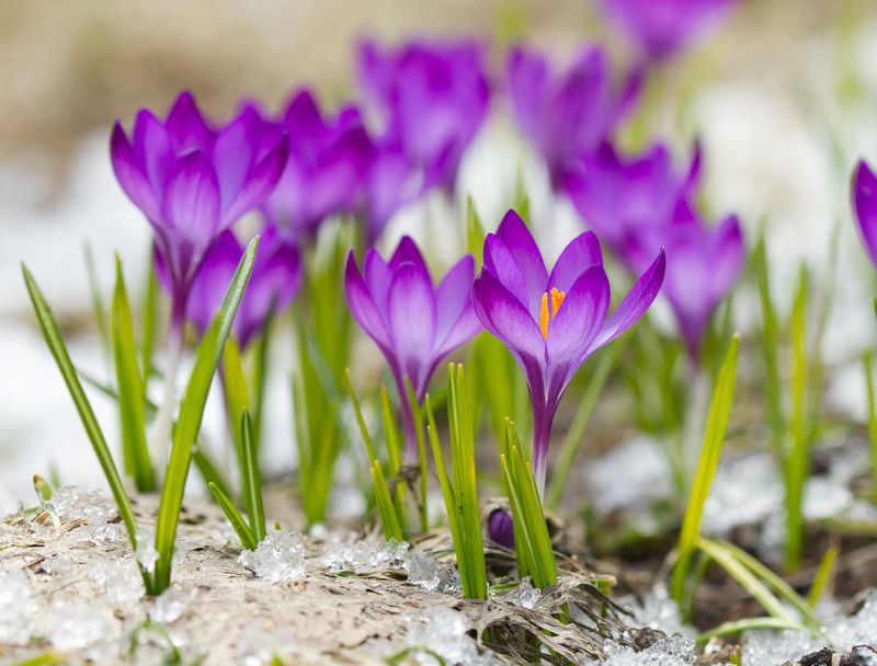 Crocus