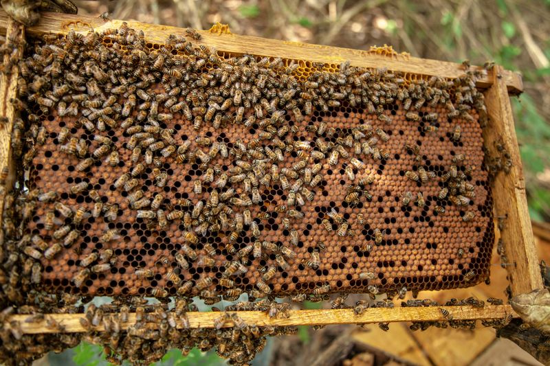 Colonies Hit Their Peak Population