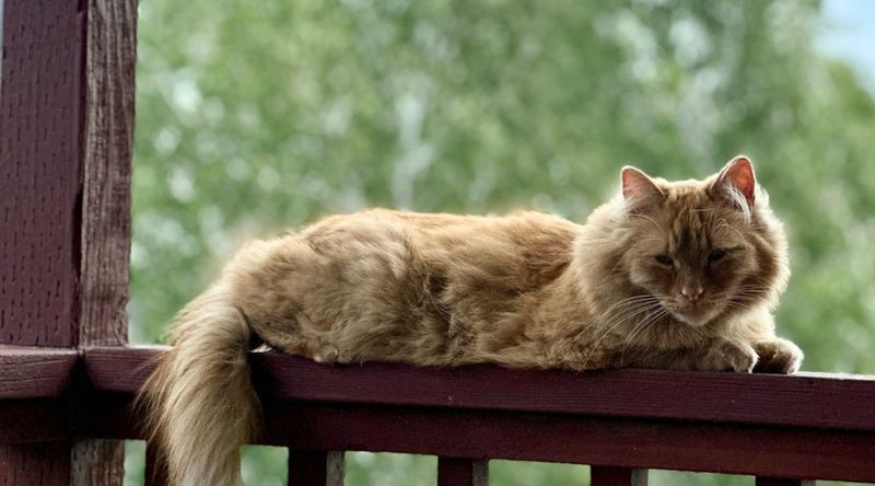Where the Neighborhood Cat Lounges
