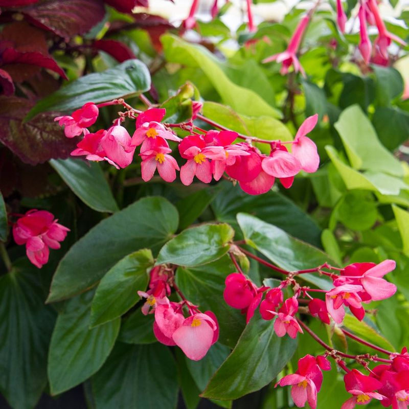 Wax Begonia