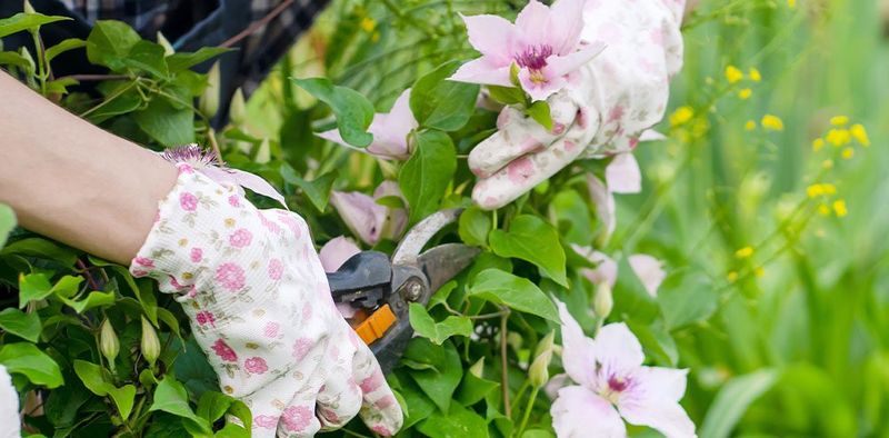 Make clean cuts above healthy, live growth