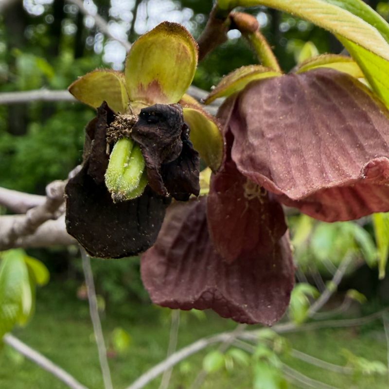 Dependable fruit usually needs a genetic partner