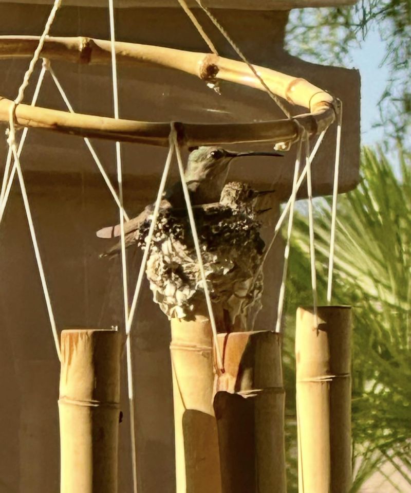The Smallest Porch Guest Has Already Done the Engineering