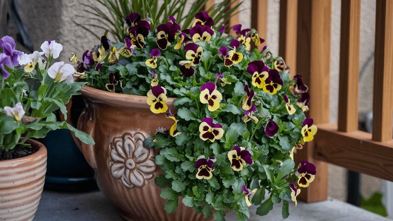 Check moisture and remove spent pansy flowers
