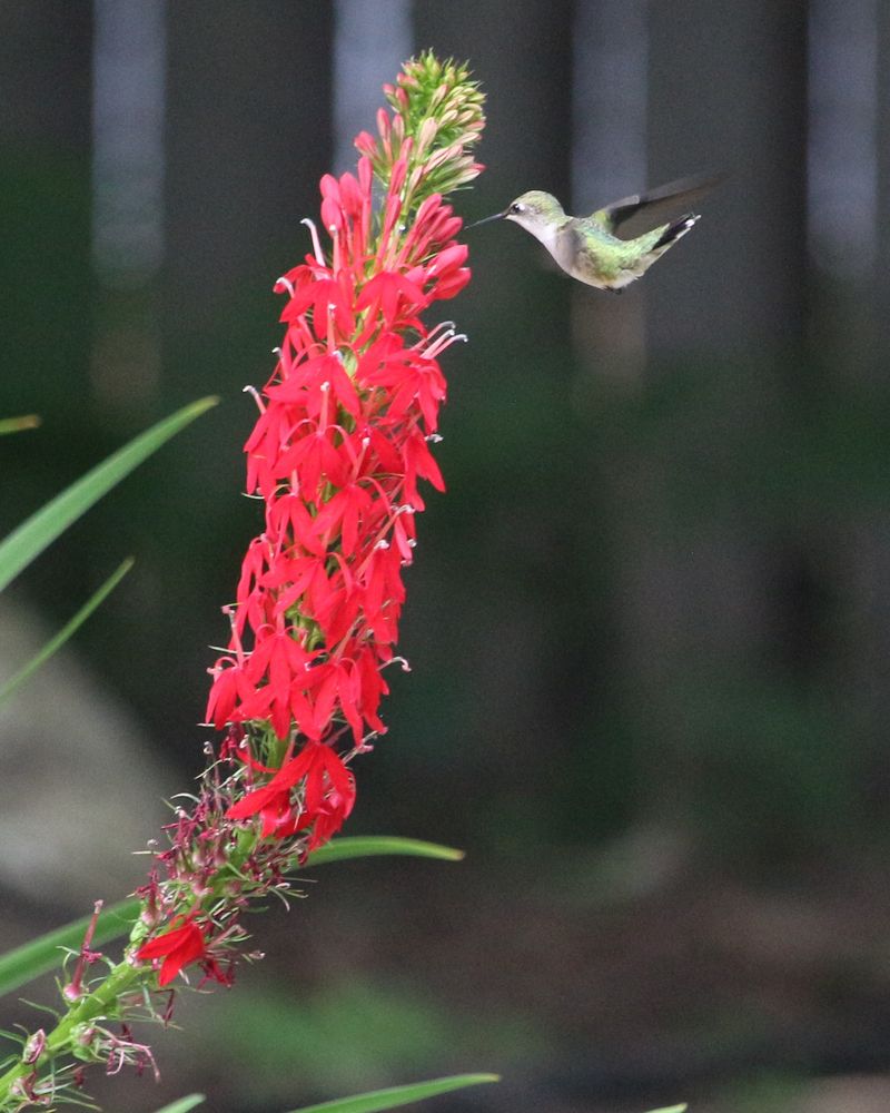 Cardinal Flower (Lobelia cardinalis)