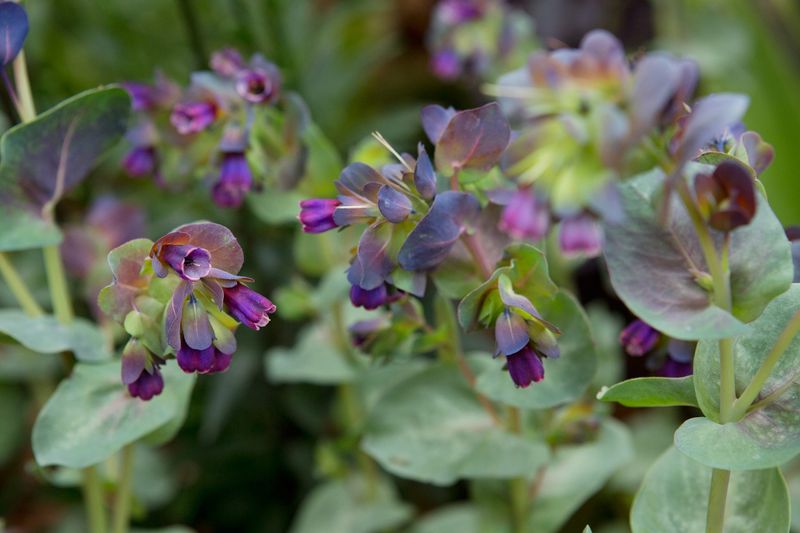 Cerinthe (Honeywort)