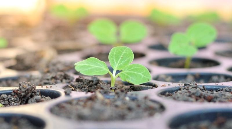 Choose a planting time that suits the task