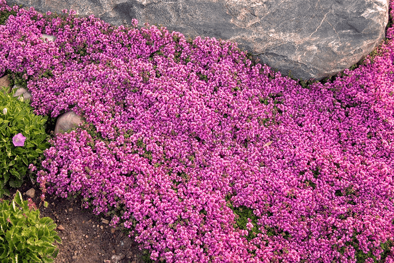 An established mat can suppress some weeds