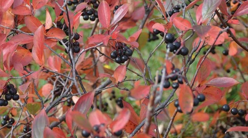 Blackhaw Viburnum