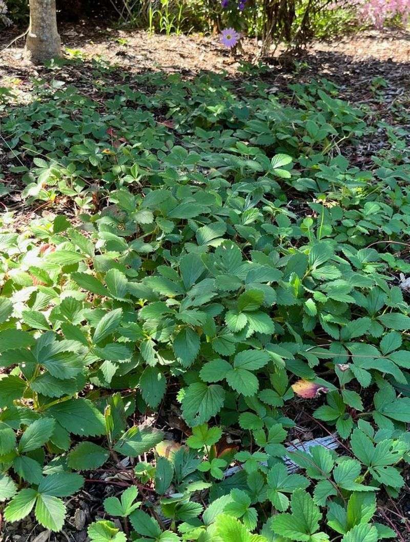 Define the no-mulch payoff realistically