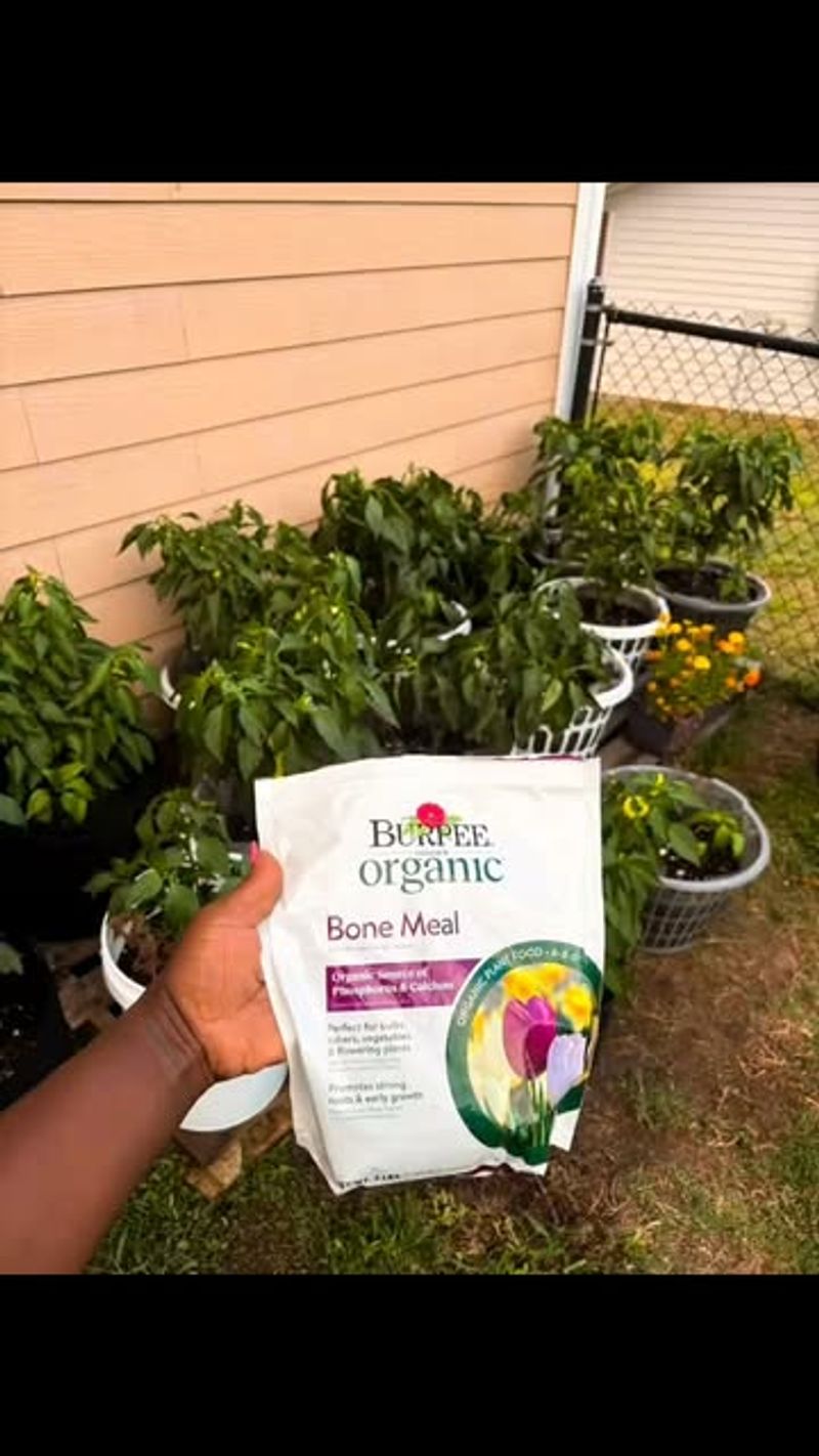 Work In Bone Meal for Phosphorus Power