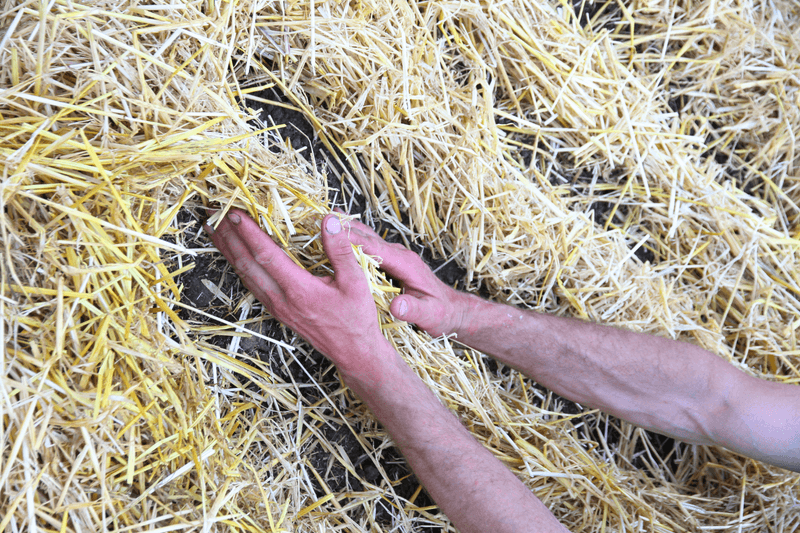 Spread a Layer of Mulch