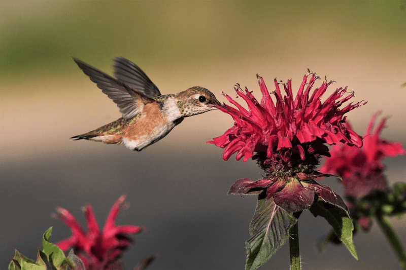 Bee Balm
