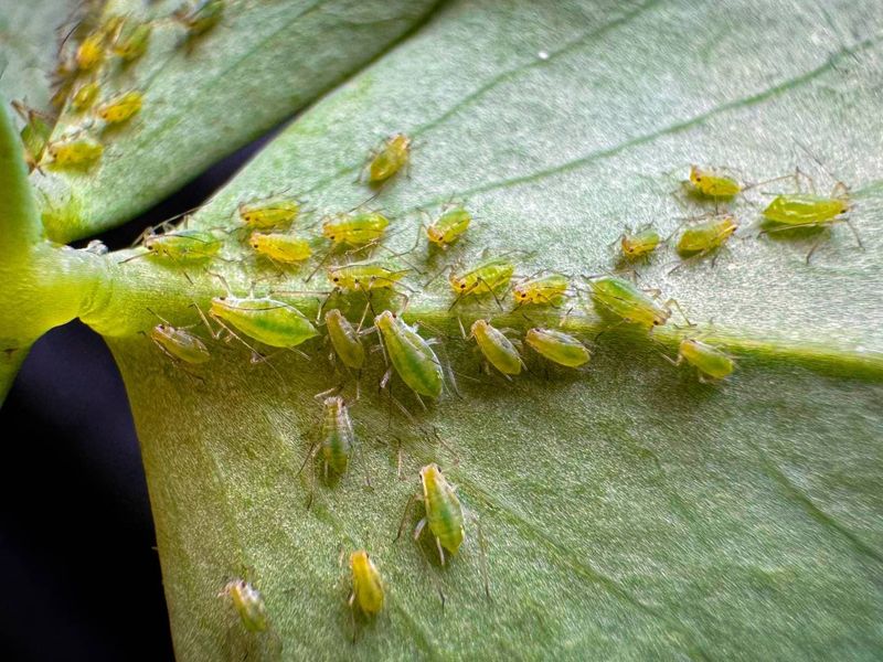 Pests Like Aphids, Spider Mites, and Flea Beetles