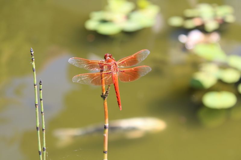 Dragonfly