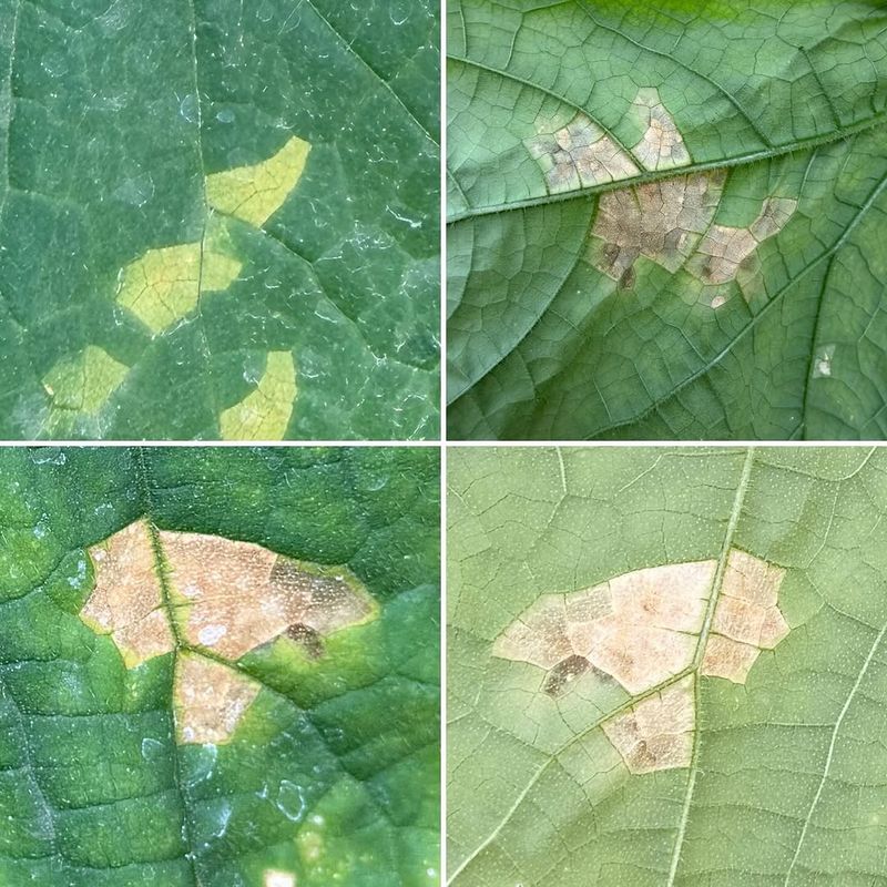 Inspect the underside for mildew and mites