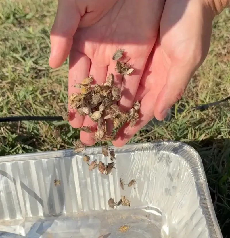 A soapy-water trap is not a screen spray