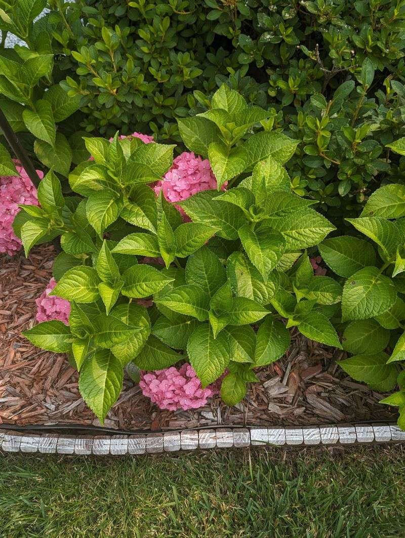 Skip the High-Nitrogen Fertilizers