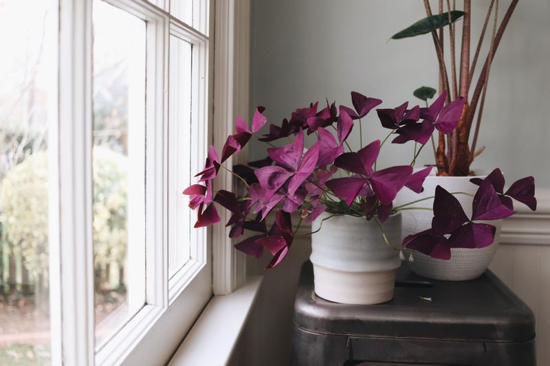 Light determines whether new growth fills the gaps
