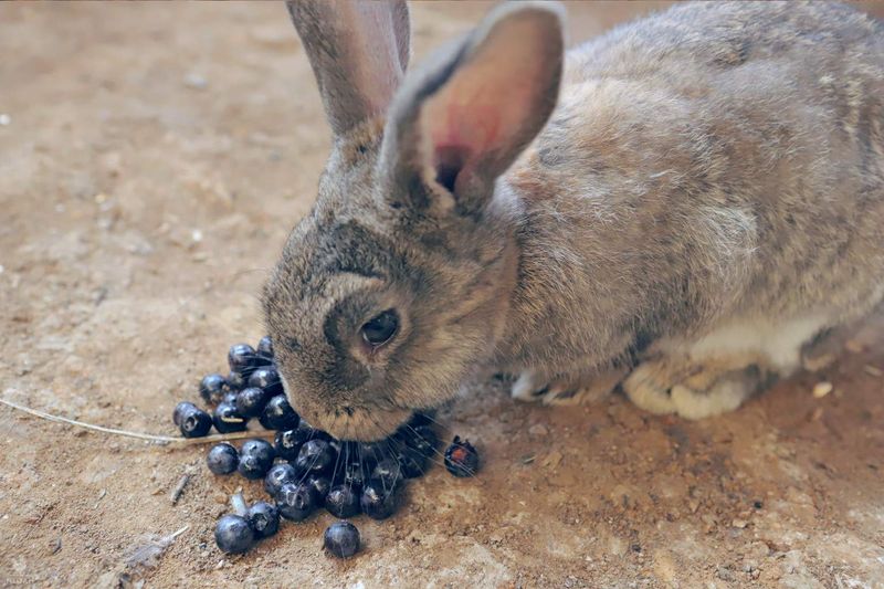Blueberries