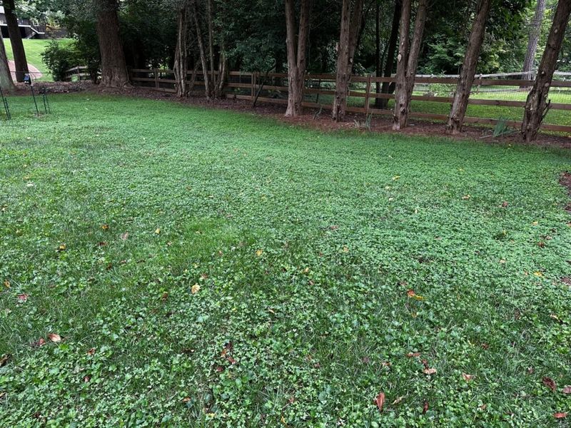 Pick a Grass That Fits Your Yard