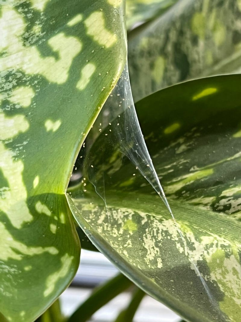 Keep checking after plants join the collection