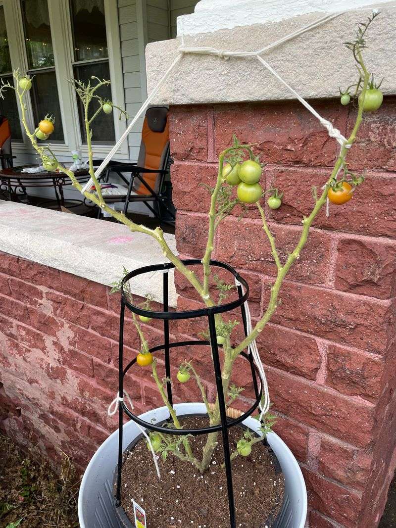 Stripping Too Many Leaves at Once