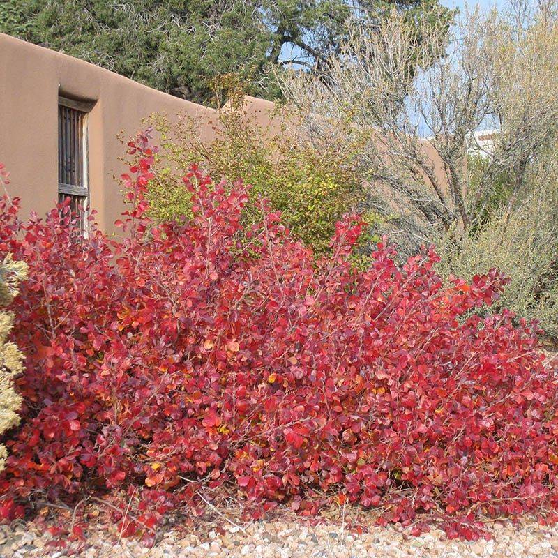 Gro-Low Fragrant Sumac