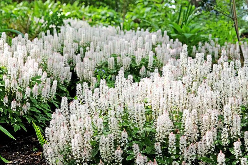 Foamflower (Tiarella cordifolia)