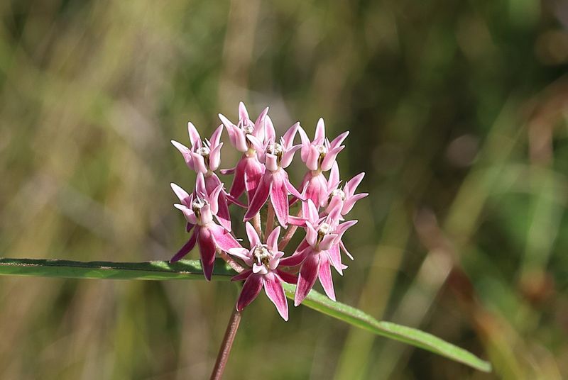 Red Milkweed (Asclepias rubra)