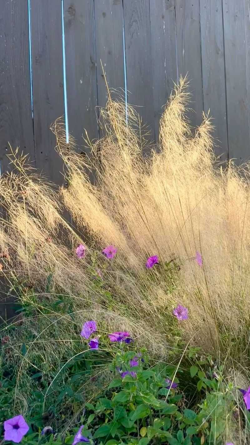 Leave the grass standing through winter, then cut it back