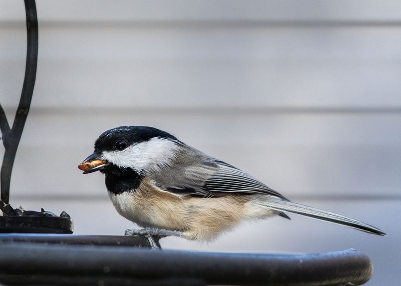 Carolina Chickadee
