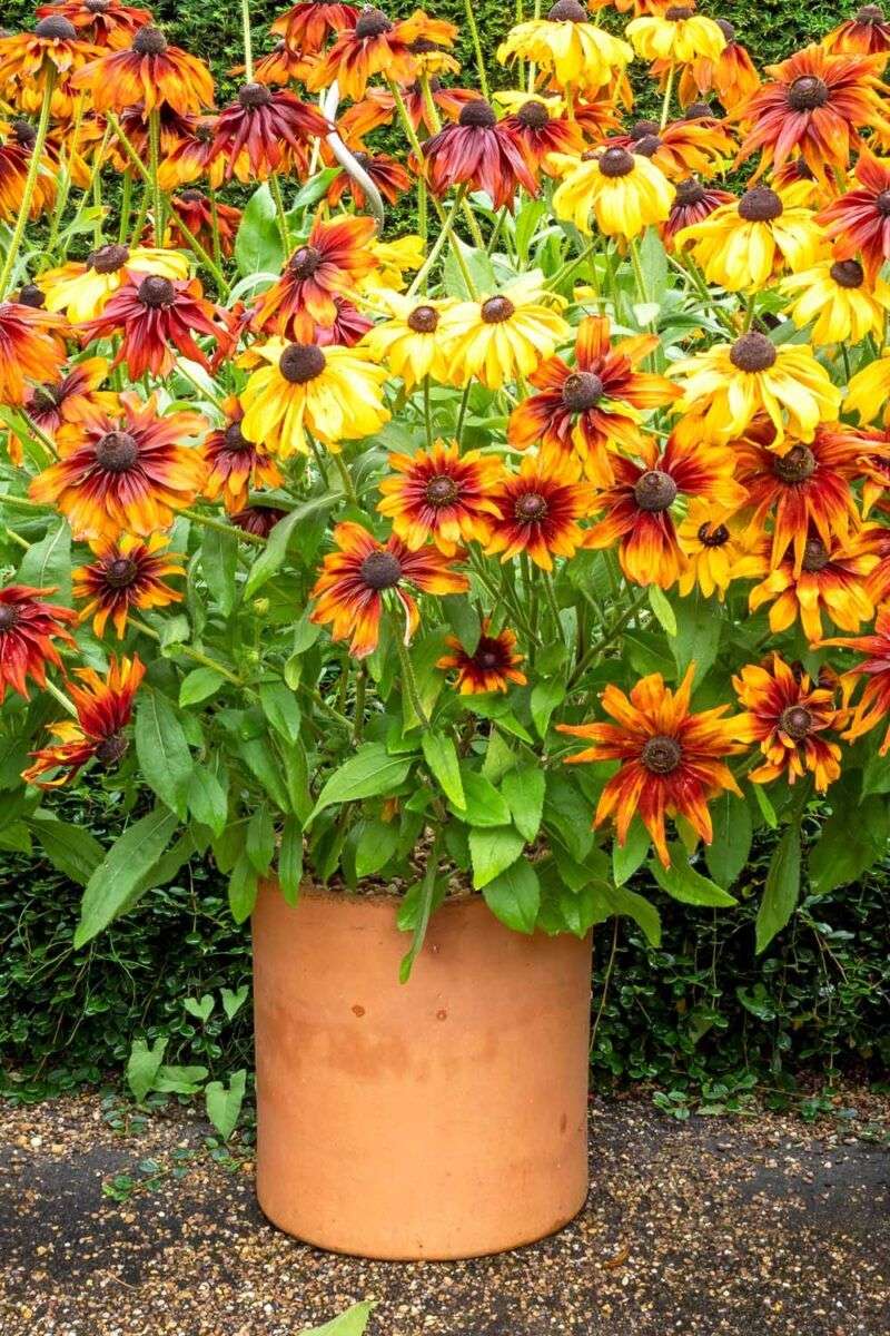 Provide Afternoon Shade for Container Coneflowers