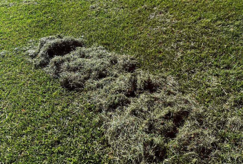 Leave Grass Clippings on the Lawn