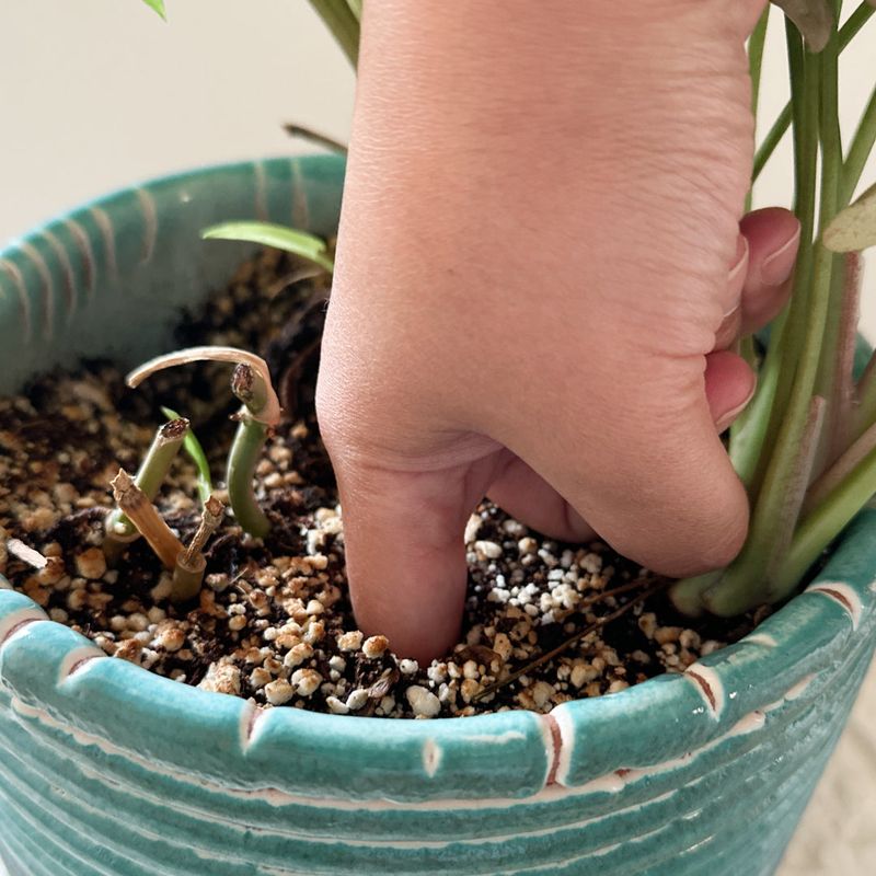 Do The Finger Test Before You Water