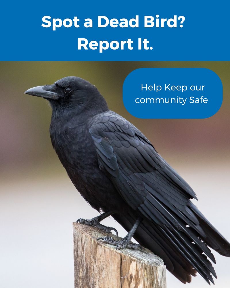 Dead or sick birds require a different response