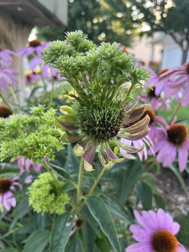 Diseased or mite-affected plants need cleanup