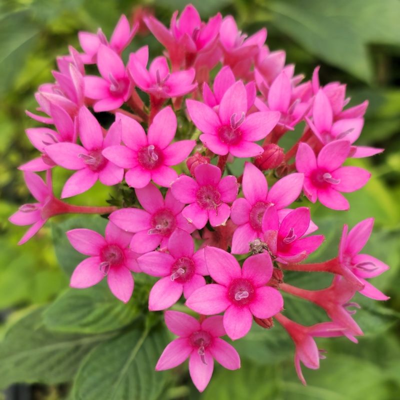 Pentas