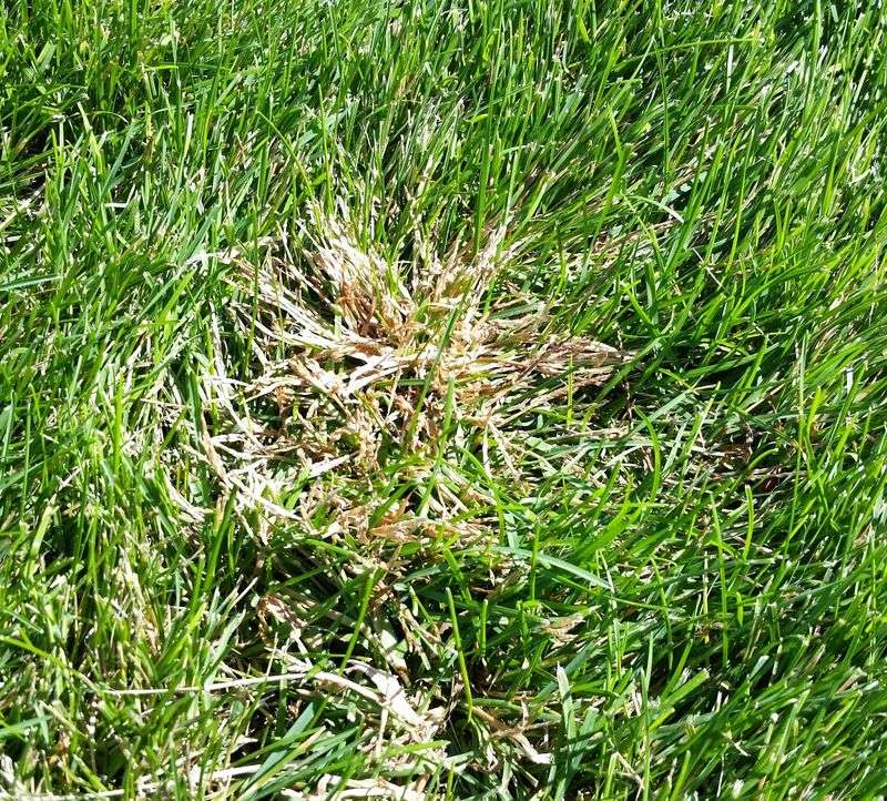 Crabgrass can return even after last year’s plants die