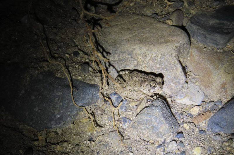 Leave the toad where it chose to shelter