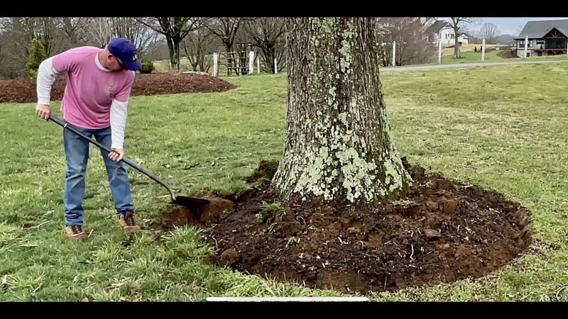 Fall mulch can protect roots without touching the trunk