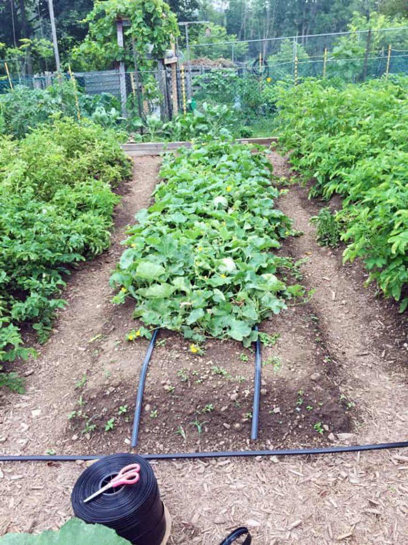 Let Drip Irrigation Do the Heavy Lifting