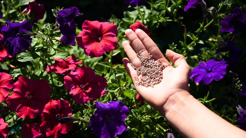 Pick a Balanced, Bloom-Friendly Fertilizer