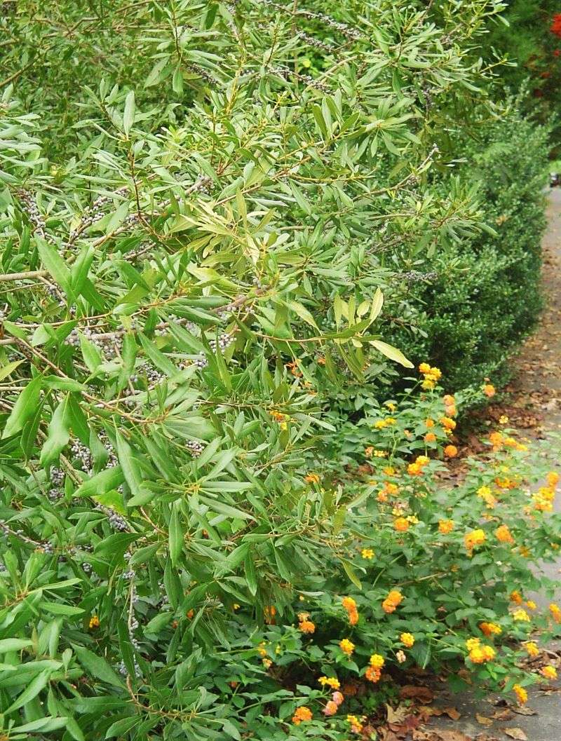 Use wax myrtle as one layer of a better bird habitat