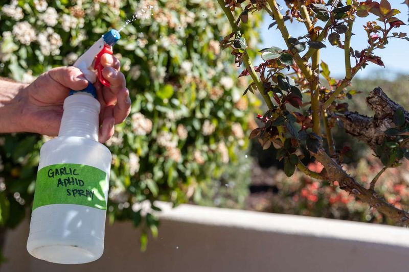 Garlic Spray to Turn Bugs Away
